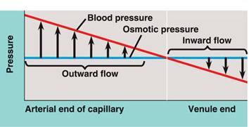 into capillaries due to osmosis plasma proteins osmotic pressure in capillary BP < OP What about