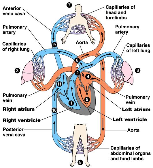 Mammalian circulation systemic pulmonary