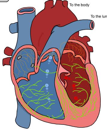 Cardiac cycle 1 complete sequence of pumping heart contracts & pumps heart relaxes & chambers fill contraction phase systole ventricles