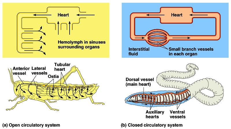 Circulatory systems All animals have: open circulatory fluid =
