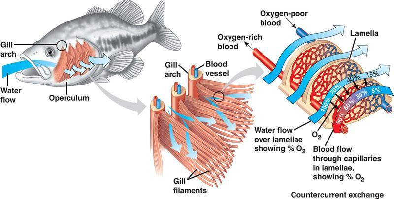 Counter current exchange system Water carrying gas flows in one direction, blood flows
