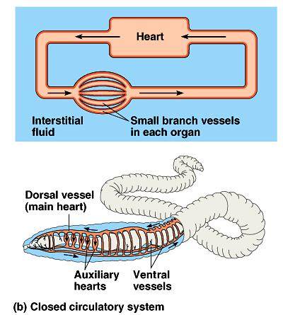 Closed circulatory system Taxonomy invertebrates earthworms, squid, octopuses vertebrates Structure blood confined to vessels & separate from