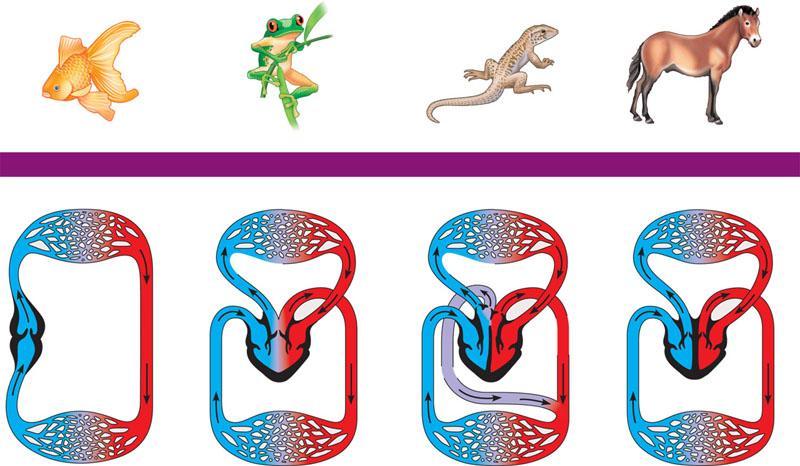 Evolution of vertebrate circulatory system fish amphibian reptiles birds & mammals 2