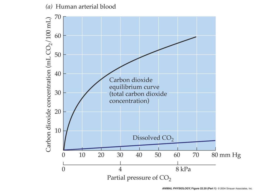 Carbon dioxide equilibrium curves The relation between CO 2 blood.