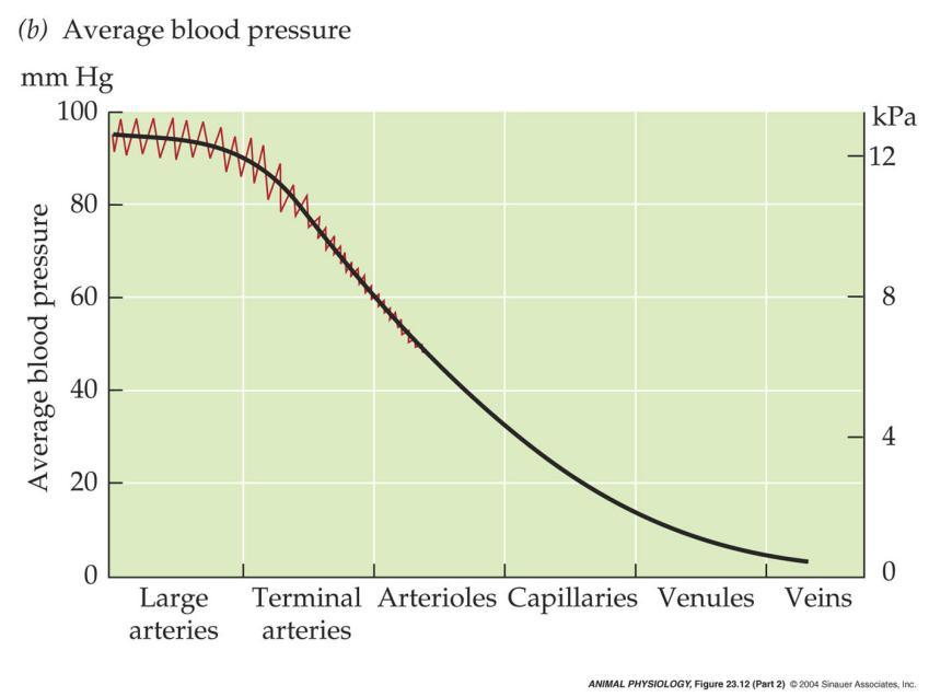 increases Speed blood flow reduces in capillary: