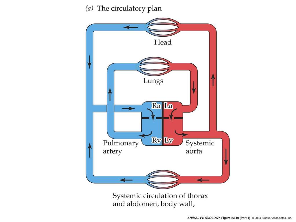 The circulatory plan in mammals and birds places the lungs in SERIES with the systemic