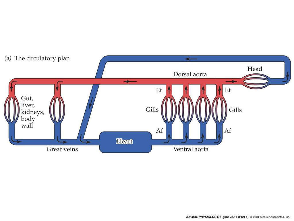 The circulatory plan in gill-breathing fish The circulatory plan in gill-breathing fish is also in SERIES with the systemic tissues There is not heart between
