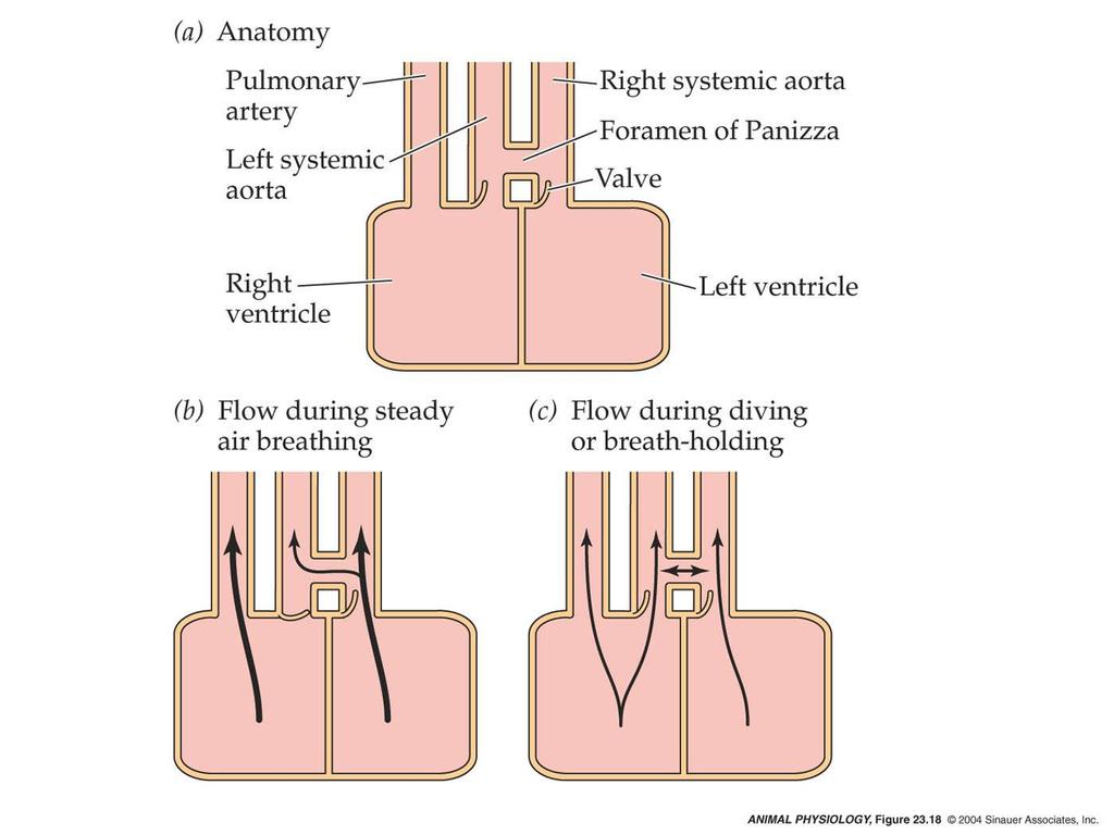 Blood flow in heart ventricles and