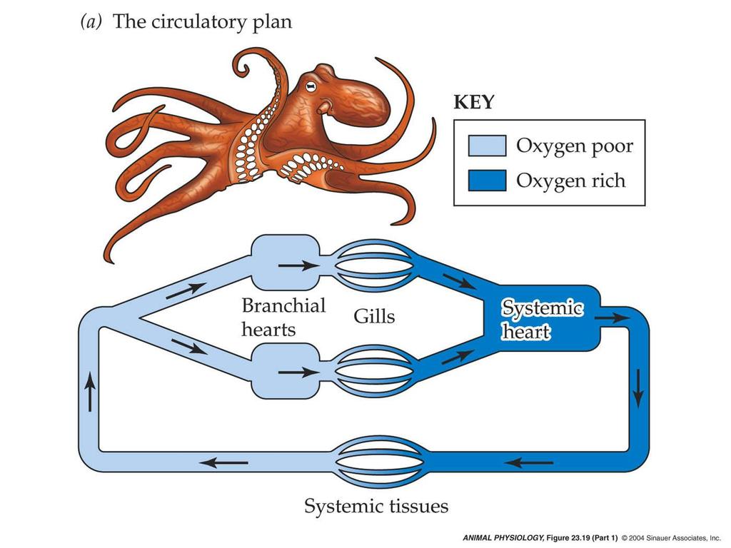 The closed circulatory