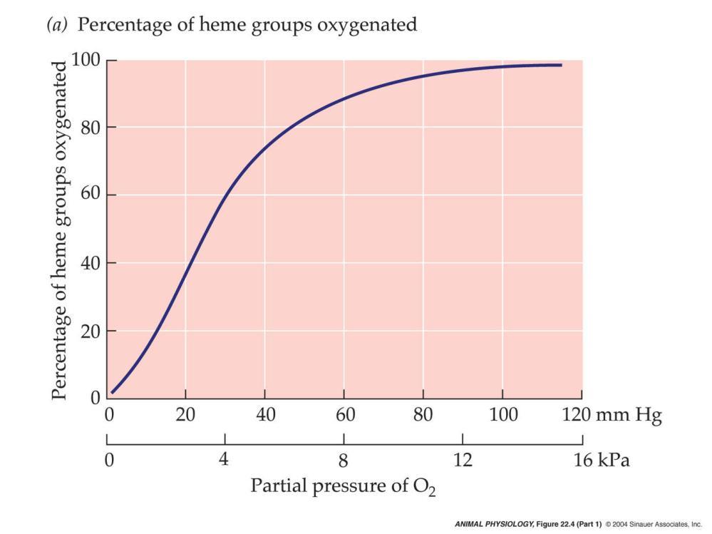 Typical oxygen equilibrium curves for human arterial blood Most O 2 is transported combined with