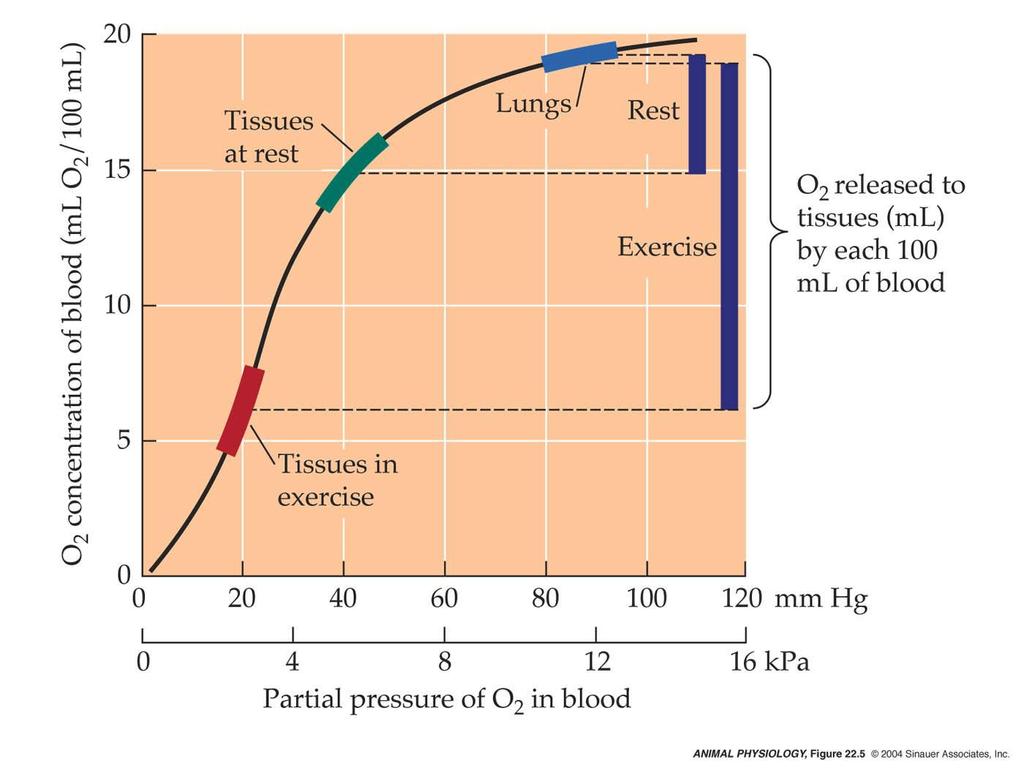 Oxygen delivery by human blood at rest and during vigorous exercise HB is well oxygenated in the breathing tissues