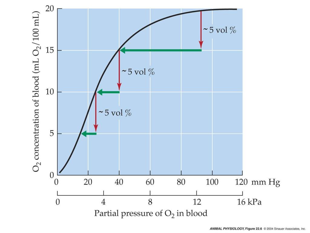 2 partial pressure of blood falls, less of a drop is required to cause unloading of a large vol of O 2-3 times more
