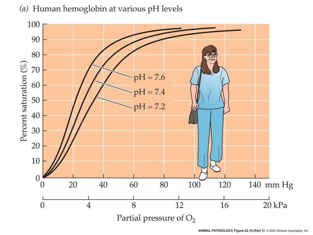 The Bohr effect: decrease in ph or increase on CO 2 decrease affinity for O 2 Lungs Oxygen delivery