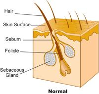 Appendages of Skin/Glands Accessory Structures that
