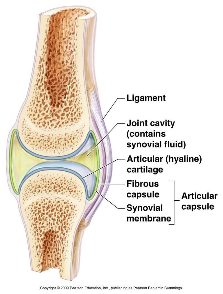 Synovial Membranes Composed of soft connective tissue Contain NO epithelial cells Line the