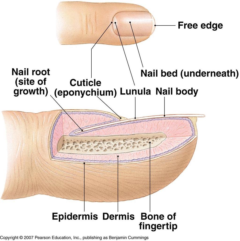 Accessory Structures - Nails Protect finger tips & limit distortion when exposed to mechanical stress Nail body dead keratinized cells Visible part Nail bed