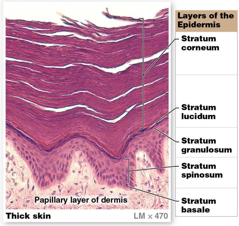 Module 5.2: The epidermis Epidermal layers deep to superficial (continued) 5.