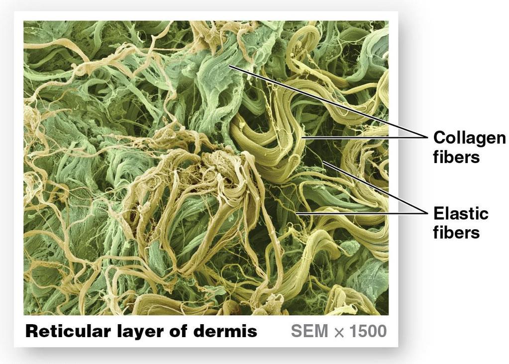 Module 5.4: The dermis and subcutaneous layer Dermis layers (continued) 2.
