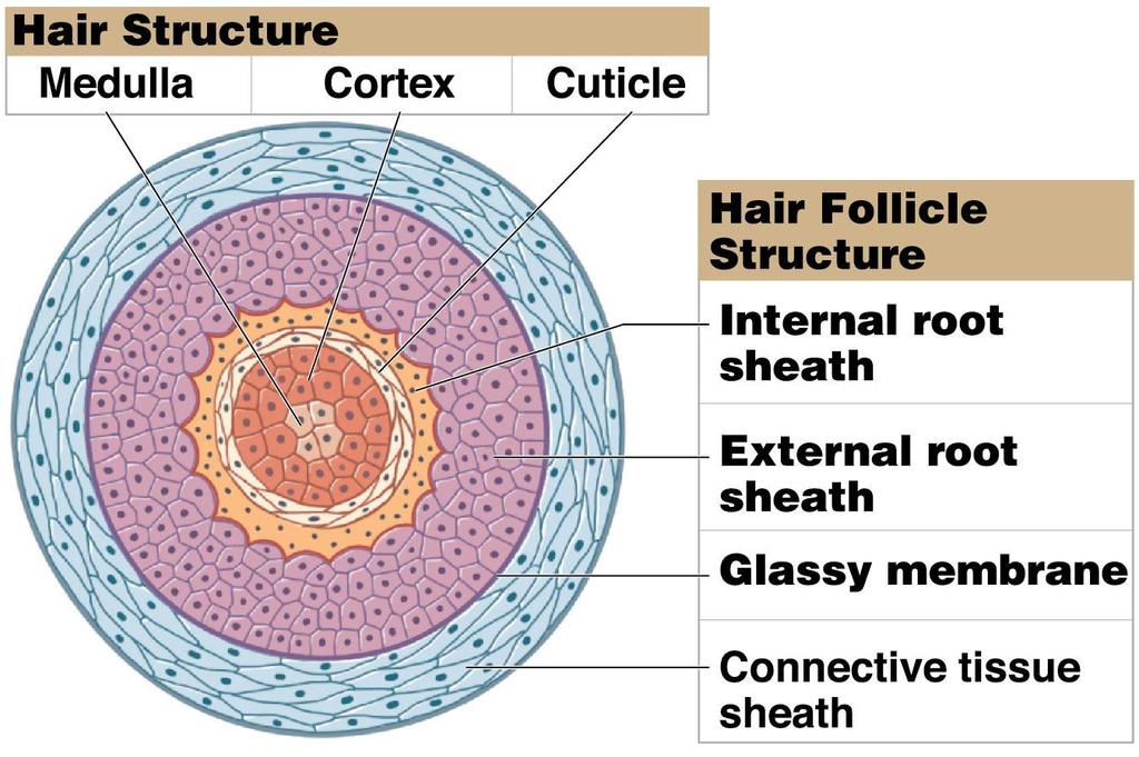 Internal hair