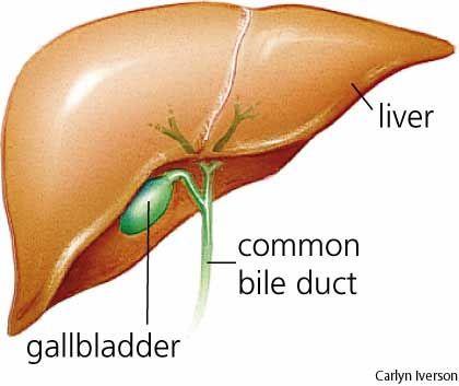 Pancreas, gallbladder, liver send juices to help absorb and break down