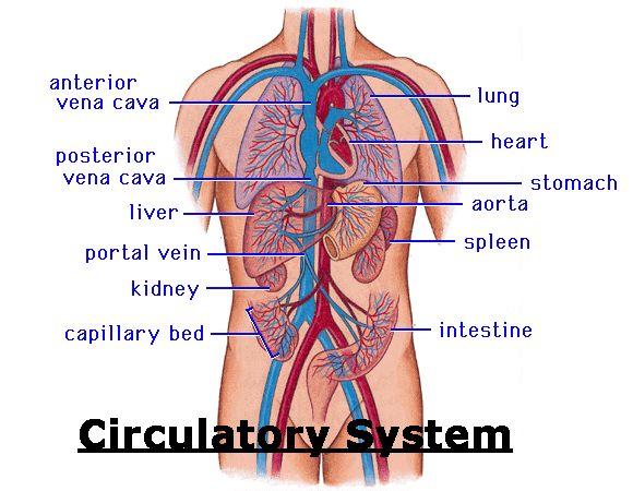 Circulatory System Delivers blood to the body tissues Blood carries nutrients and oxygen 2,000 gallons of blood travel 60,000 or blood vessels