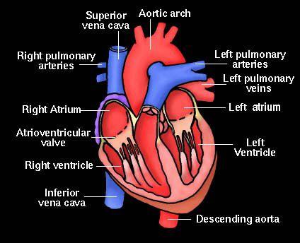 Beats 60-100 times a minute 4 chambers Bottom: right and left ventricles Top: right and left atria
