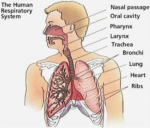 Respiratory systems Nose, throat, windpipe and lungs Take in oxygen Get rid of