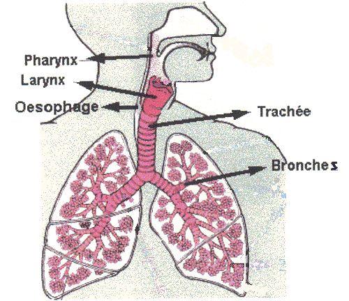 Path of oxygen Nose to pharynx Pharynx to larynx (vocal cords) Larynx to trachea Trachea to bronchi (left and right)