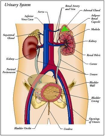 Urinary System Kidneys, ureters, bladder, urethra Eliminate waste from blood Maintain