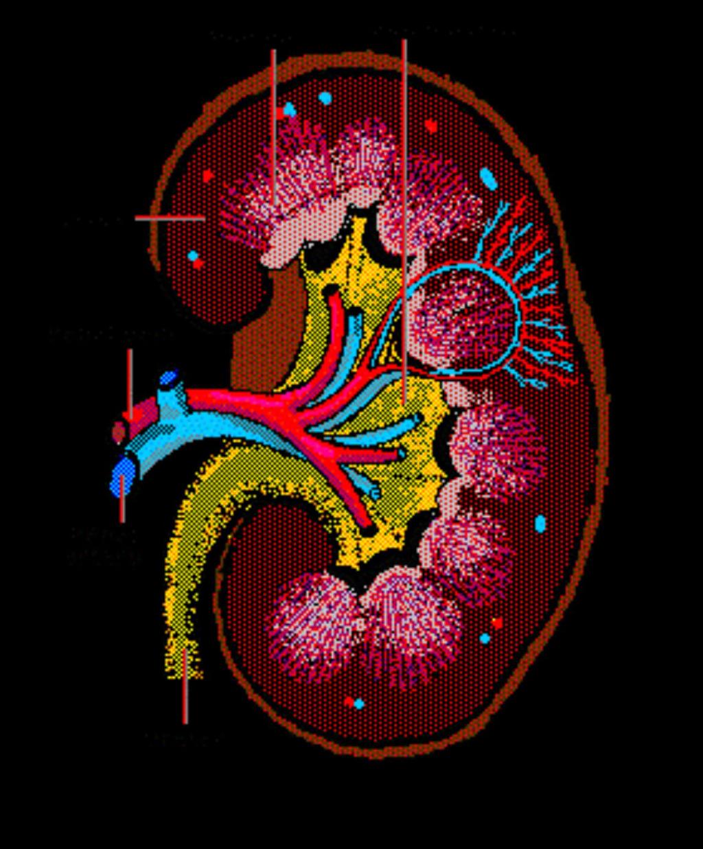 Blood to Urine Blood travels through renal artery to cortex Cortex to the nephrons (filtering units) Nephrons have glomerulus (with blood