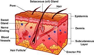 The skin Epidermis Integumentary System Contain melanocytes, keratinocytes, and langerhan cells Dermis Blood vessles,
