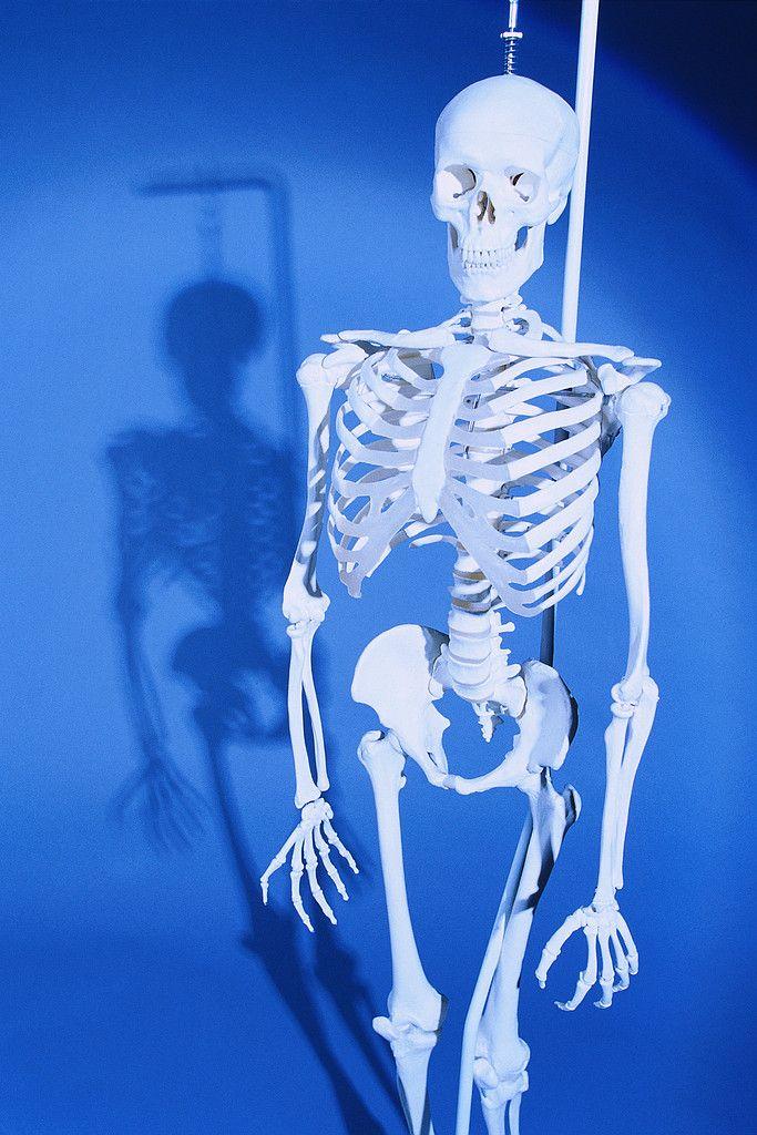 Skeletal system Periosteum Outer part Dense Has nerves and blood vessels Compact Bone Smooth and