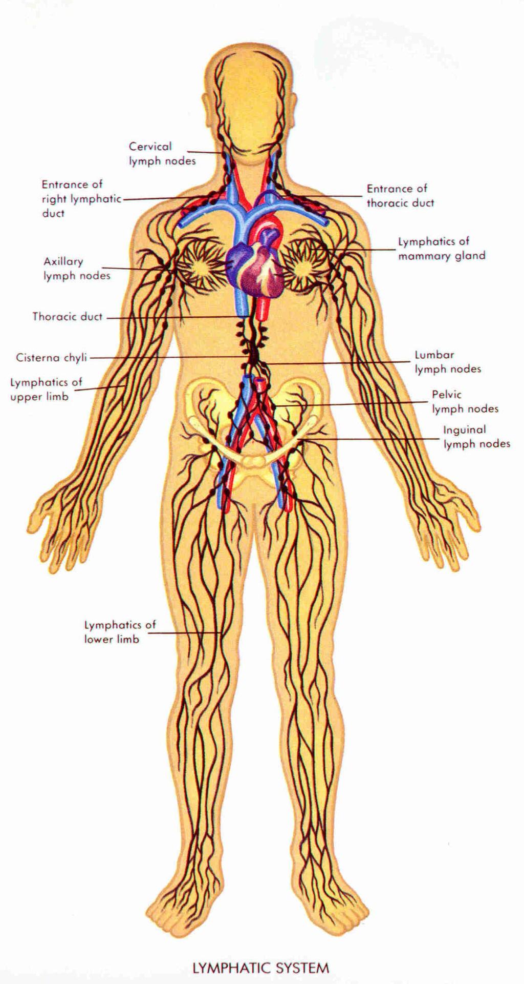 Lymphatic System Defends against disease keep fluid levels in balance Made of lymphatic vessels that