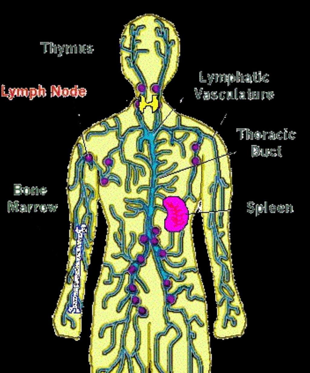 Germs are filtered out at lymph nodes Lymph nodes have