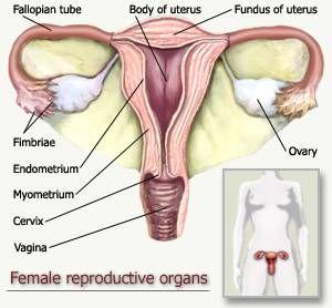 Reproductive system Female reproductive system External: Vulva, mons pubis, labia, clitoris, opening of the urethra Internal: