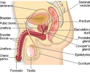 Reproductive system Male reproductive system Testicles, duct system