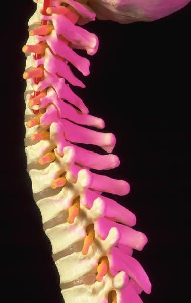 The Spine Protects the spinal cord Made of 26 vertebrae