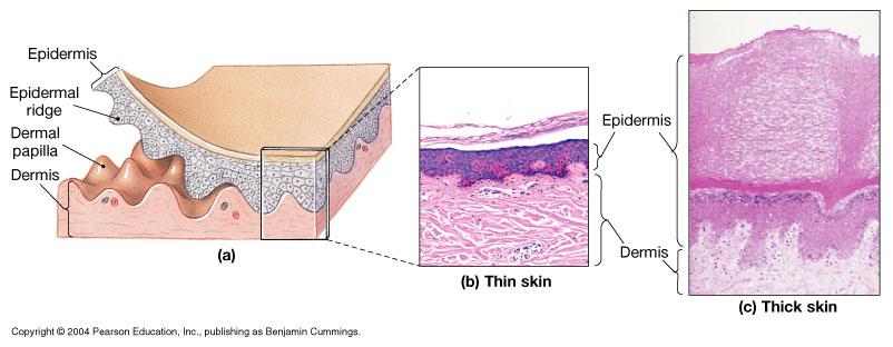 Thin Skin and Thick Skin The epidermis is composed of layers of keratinocytes- cells