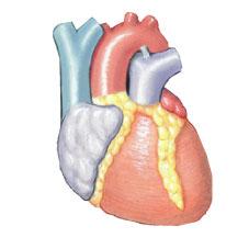 The Cardiovascular System The Cardiovascular System provides oxygen and nutrients; delivers hormones and cells of immune system; carries away carbon dioxide, waste products, and toxins;