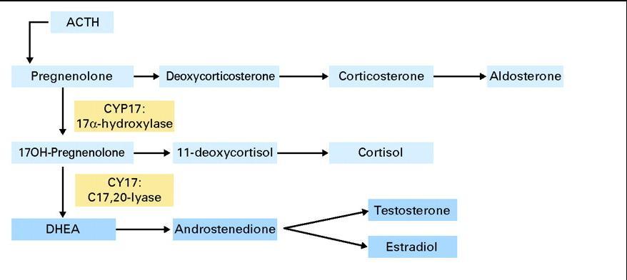 Steroid Hormone Synthesis Attard, G.