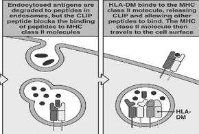 CLIP is only bound to the MHC groove by its peptide backbone and its side chains do not engage the pockets MHC class I (HLA-A,B,C) genes MHC class I loci Specificity (Antigen) Allele designation # of