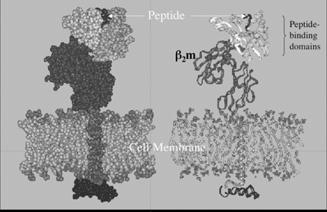 .. 360 HLA-DM, an ancient but non-classical class II molecule catalyzes the release of CLIP and the binding of high affinity peptides via interaction of peptide amino acid side-chains with MHC