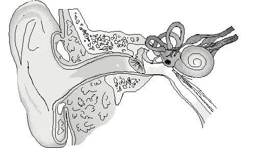 Hearing and Psychoacoustics with Lidia Lee Figure 2-1. Schematic drawing of the ear system with three subsystems Outer Ear Middle Ear Inner Ear Binaural the use of two ears.