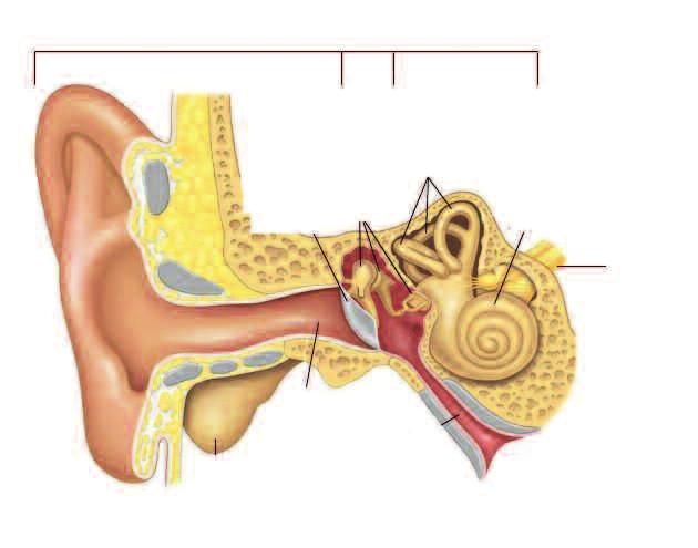 The normal ear Outer ear Middle ear Inner ear Ear drum (tympanic membrane) Ossicles Semicircular canals Cochlea Auditory nerve Ear canal In order to understand how a cochlear implant works, it is