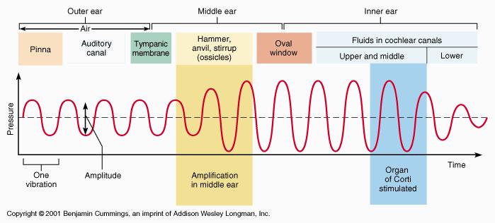 Amplification of sound waves Vibrations
