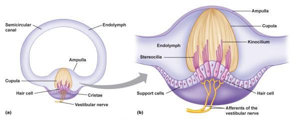 Endolymph Vestibular