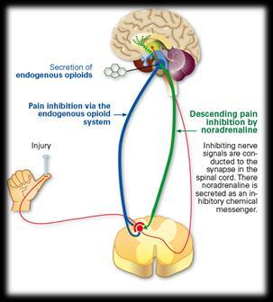 stimuli slow pain pathway Pain pathways Pain perception
