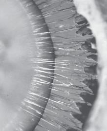 Ciliary muscle Lens