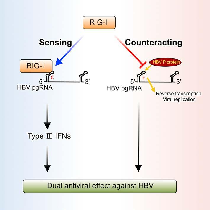 The RNA Sensor RIG-I Dually Functions as an Innate Sensor and Direct Antiviral Factor for Hepatitis B Virus RIG-I senses the HBV genotype A, B, and C for the induction of type I and III IFNs The 5 -ε