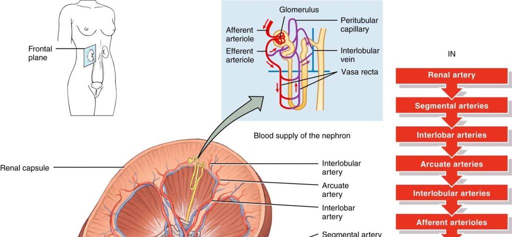 Blood supply Renal aa. aorta L2 Renal vv.